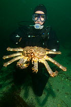 Diver with Giant red king crab {Paralithodes camtschaticus} Kirkiness, Norway