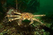 Giant red king crab {Paralithodes camtschaticus} Kirkiness, Norway