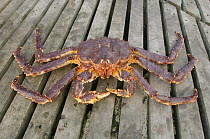 Giant red king crab {Paralithodes camtschaticus} on decking, Kirkiness, Norway