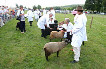 Domestic sheep of various rare breeds being judged at show, UK