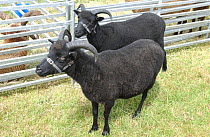 Hebridean sheep, rare breed {Ovis aries} at show, UK