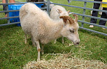 North Ranaldsays sheep, rare breed {Ovis aries} feeding on hay at show, UK