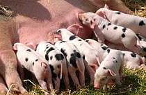 Piglets suckling {Sus scrofa domestica}  UK