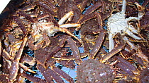 Large catch of Giant red king crabs {Paralithodes camtschaticus} Kirkiness, Norway
