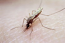 Mosquito {Anopheles stephensi} sucking human blood