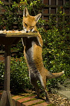 Urban fox {Vulpes vulpes} vixen feeding from bird table in garden at night, Bristol, UK