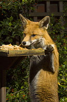 Urban fox {Vulpes vulpes} vixen feeding from bird table in garden at night, Bristol, UK