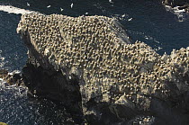 Northern gannet {Morus bassanus} nesting colony on rocky promontory, Hermaness, Shetland, UK