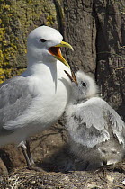 Kittiwake {Rissa tridactyla} adult about to regurgitate food to chick on nest, Staple Island, Farne Islands, UK