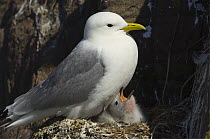 Kittiwake {Rissa tridactyla} adult and chick on nest, Staple Island, Farne Islands, UK