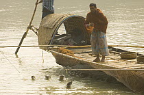 Traditional fishermen on boat using Smooth indian river otters {Lutra perspicillata} to catch fish,  rewarding otters by feeding them with fish, Ganges/Brahmaputra delta, Sunderbans, Bangledesh