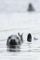 Grey seal {Halichoerus grypus} female, Lerwick harbour, Shetland, Scotland, UK