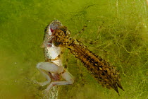 Dragonfly (Aeshna genus) larva predating / feeding on a European edible frog (Rana esculenta) tadpole. Pond in the Grigne Mountains, Lombardia region, Italy