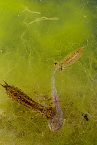 Dragonfly (Aeshna genus) larvae predating / feeding on a European edible frog (Rana esculenta) tadpole. Pond in the Grigne Mountains, Lombardia region, Italy