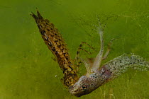 Dragonfly (Aeshna genus) larva predating / feeding on a European edible frog (Rana esculenta) tadpole. Pond in the Grigne Mountains, Lombardia region, Italy