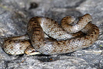 Smooth snake (Coronella austriaca) coiled on rock, Grigne Mountain, Lombardia Region, Italy
