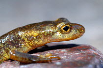 Corsican Mountain Salamander (Euproctus montanus), Corsica Island, France