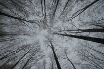 Looking up at beech trees in the Foreste Casentinesi, Monte Falterona, Campigna, Apennines of Tuscany and Romagna, Italy