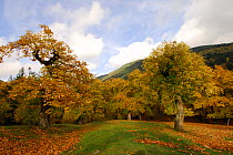 Autumn trees in the Foreste Casentinesi, Monte Falterona, Campigna: a millenary forest in the Apennines of Tuscany and Romagna, Italy