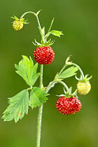 Wild strawberry (Fragaria vesca), Grigne Montain, Lombardia Region, Italy