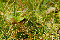 Sardinian tree frog (Hyla sarda) in grass, Corsica Island, France