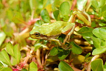 Sardinian tree frog (Hyla sarda) on leaves, Corsica Island, France