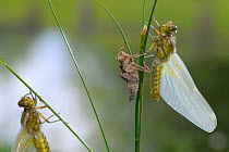 Two Broad bodied chaser dragonflies (Libellula depressa) on grasses, adult having just emerged from exuvia of larva. Grigne Mountains, Lomardia Region, Italy