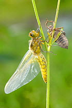 Broad bodied chaser dragonfly (Libellula depressa) on grass, adult having just emerged from exuvia of larva. Grigne Mountains, Lomardia Region, Italy