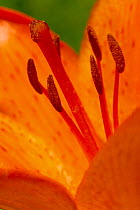 Close-up of Orange Lily (Lilium croceum), Foreste Casentinesi NP, Emilia Romagna region, Italy