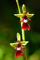 Fly Orchid (Ophrys insectifera), Emilia Romagna Region, Italy