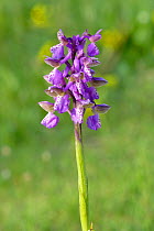 Green winged orchid (Anacamptis morio), Emilia Romagna Region, Italy