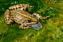 European Edible Frog (Rana esculenta) eating a Green eyed hook tailed dragonfly (Onychogomphus forcupatus) amongst pond weed, Grigne Mountains, Lombardia Region, Italy