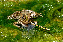 European Edible Frog (Rana esculenta) eating a Green eyed hook tailed dragonfly (Onychogomphus forcupatus) amongst pond weed, Grigne Mountains, Lombardia Region, Italy