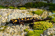 European Salamander / Fire Salamander (Salamandra salamandra) on rock, Corsica Island, France