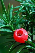 Common yew (Taxus baccata) red berry, Emilia Romagna Region, Italy