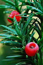 Common yew (Taxus baccata) red berries, Emilia Romagna Region, Italy