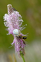 Goldenrod Spider (Misumena vatia) feeding on a wasp, on a Plantago flower. Grigne Montain, Lombardia Region, Italy