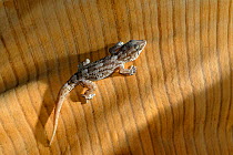 Moorish gecko (Tarentola Mauritanica) Gran Canaria, Canary Isles, Spain, September 2007