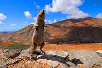 African ground squirrel (Xerus sp.) looking inquisitive with arid mountain landscape in the background. Fuerteventura, Canary Isles, Spain, September 2007