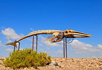 Whale skeleton, Fuerteventura, Canary Isles, Spain, September 2007