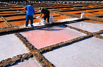 Men working at the Salinas del Carmen (Saltpans of Carmen), Fuerteventura, Canary Isles, Spain, September 2007