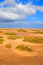 Glasswort (Salicornia genus) on Playa de Sotovento (Beach of Under Wind),  Fuerteventura, Canary Isles, Spain, September 2007