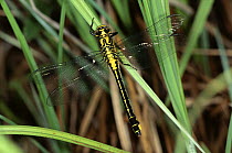 Club tailed dragonfly {Gomphus vulgatissimus} Germany