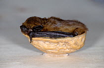 Common pipistrelle {Pipistrellus pipistrellus} in Walnut shell, Germany