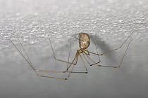 Daddy longlegs spider {Pholcus phalangioides} Germany