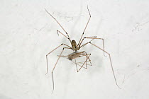 Daddy longlegs spider {Pholcus phalangioides} next to dead spider, Germany