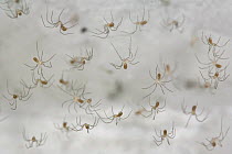 Juvenile Dadddy longleg spiderlings {Pholcus phalangioides} in web, Germany