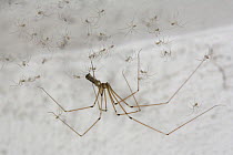 Daddy longlegs spider {Pholcus phalangioides} and spiderlings in web, Germany