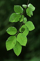 European beech leaves {Fagus sylvatica} Germany