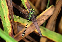 Green club-tailed dragonfly {Ophiogomphus cecilia} male, Germany